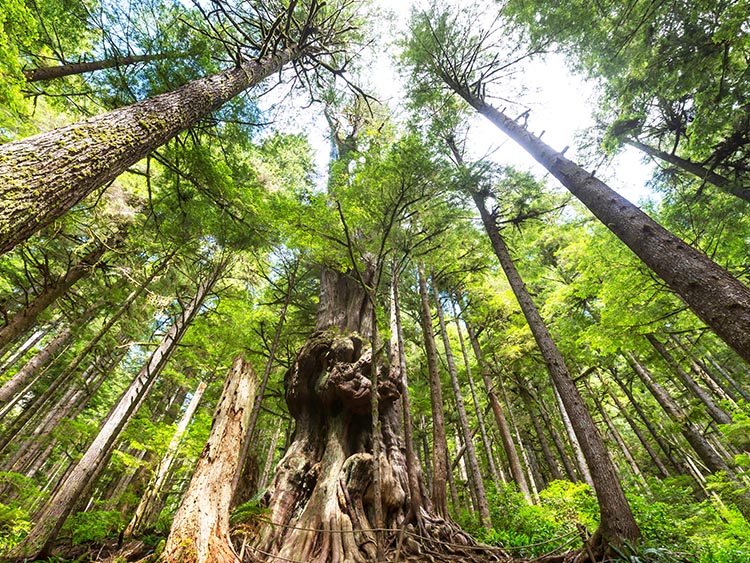 想简单快速完成移民梦，就选加拿大经验移民！