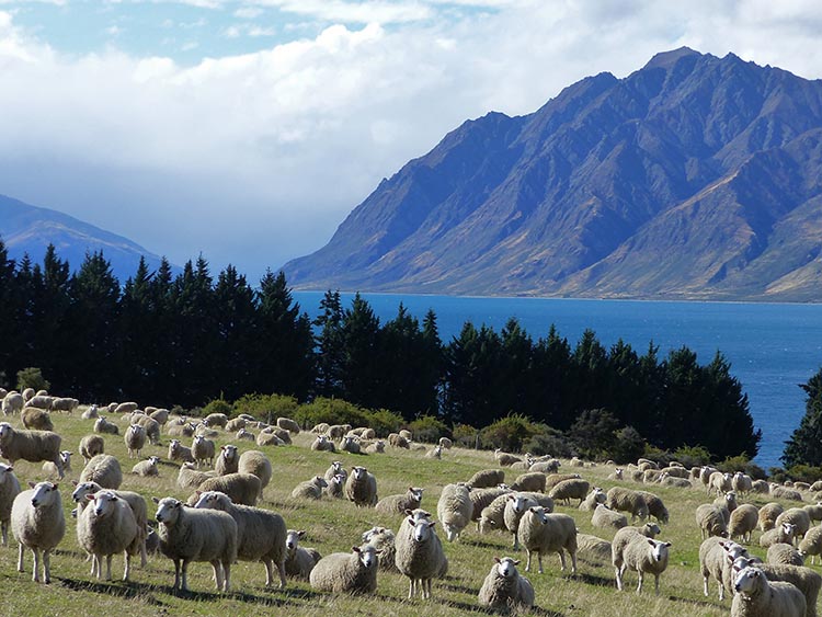 申请去新西兰留学，一年大概需要花费多少钱？